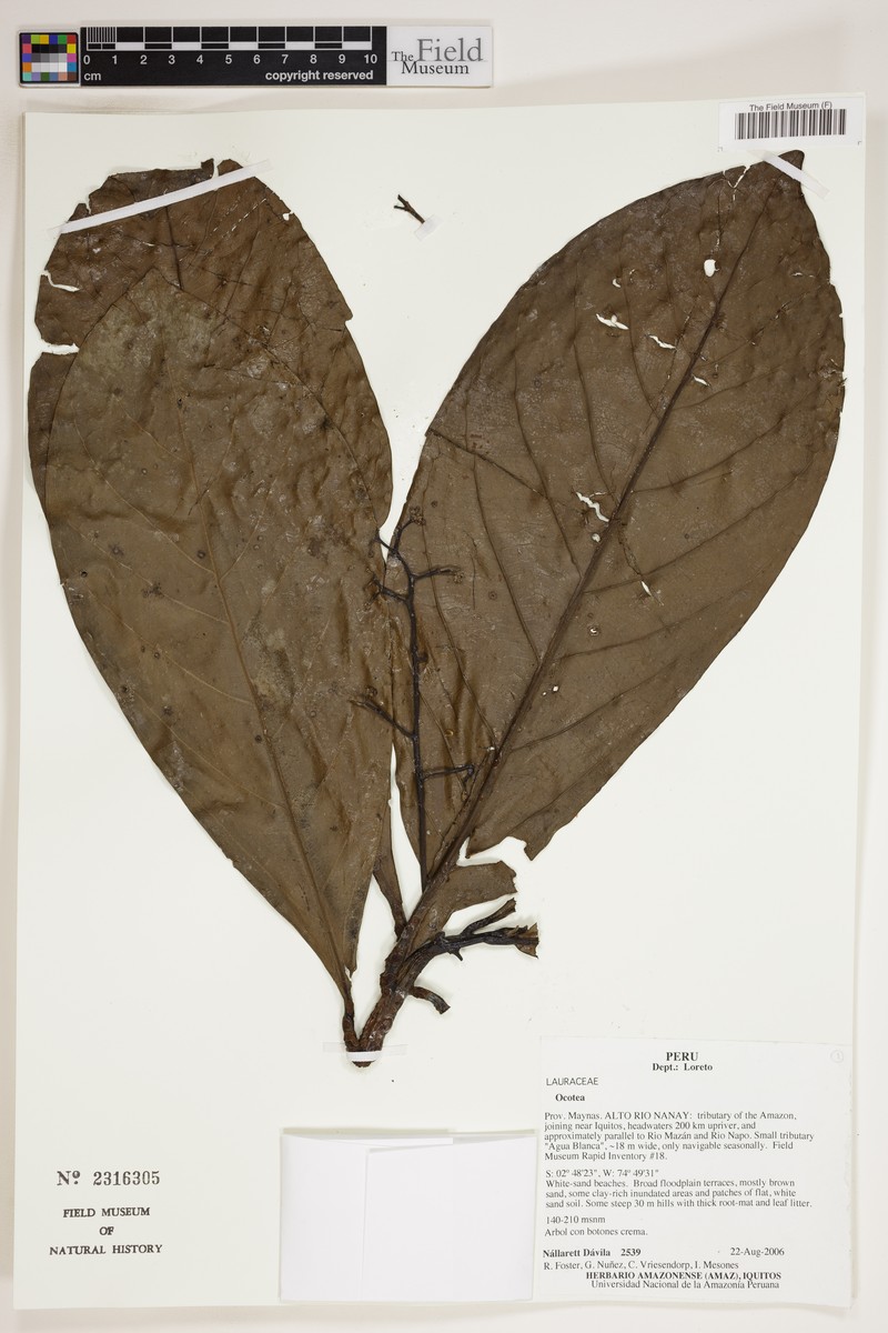 Ocotea vasquezii photo 2