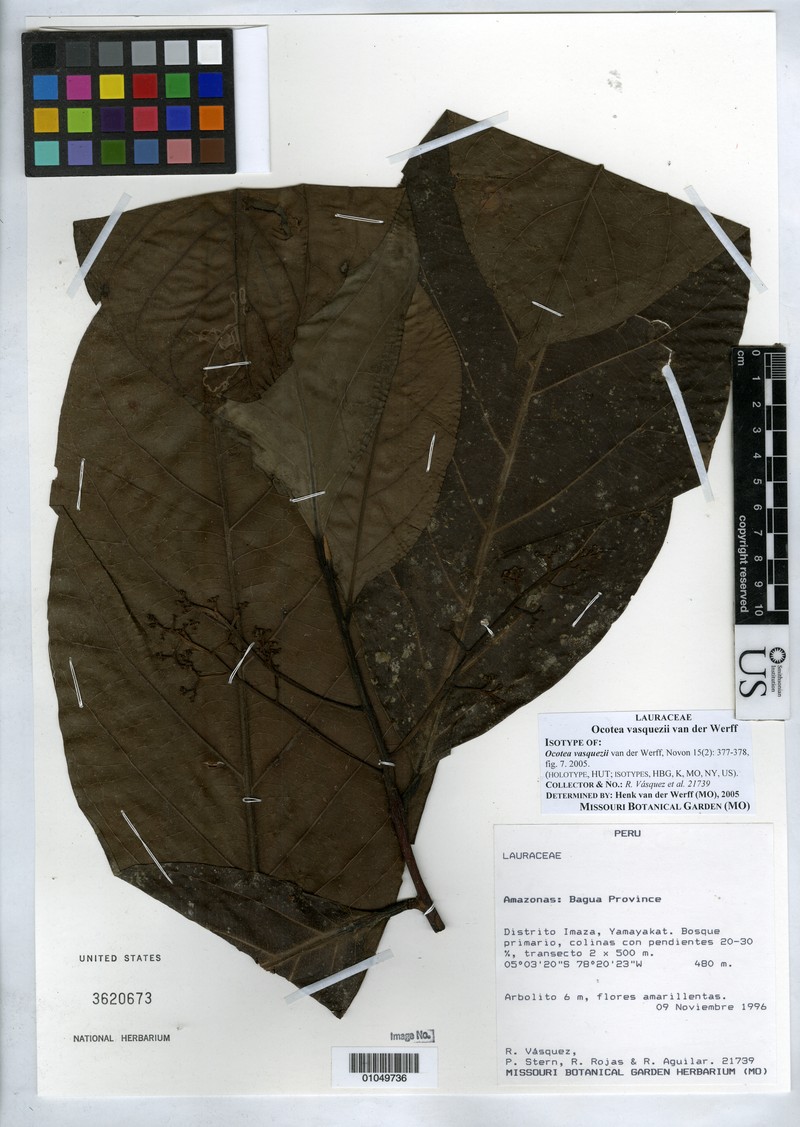 Ocotea vasquezii
