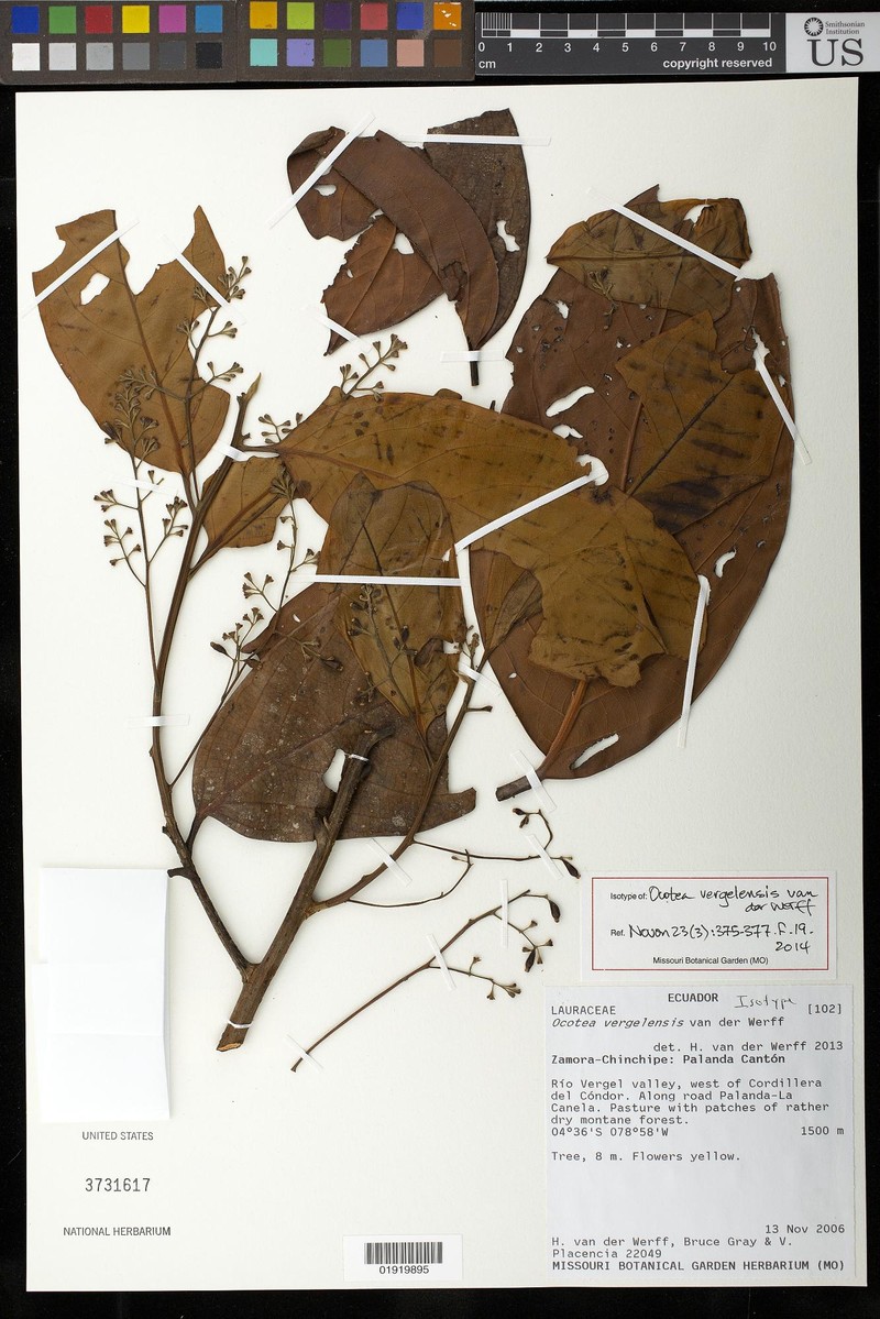 Ocotea vergelensis