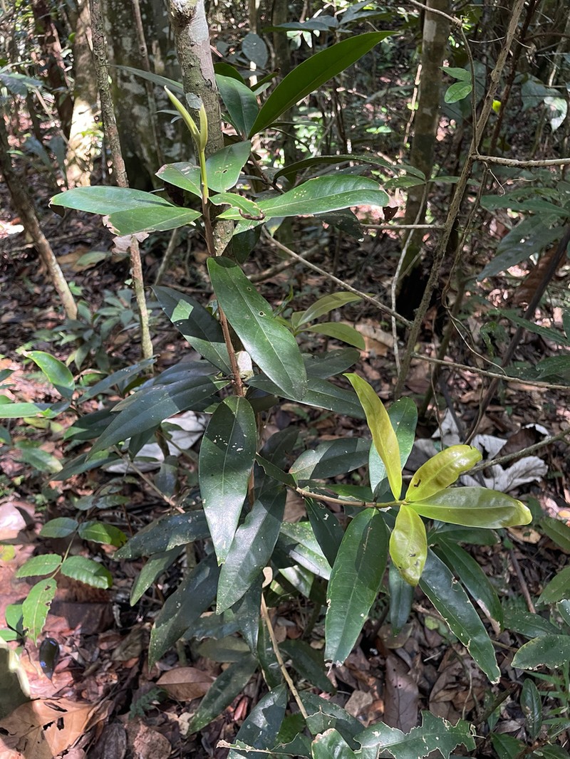 Wright's Laurel Canelon
