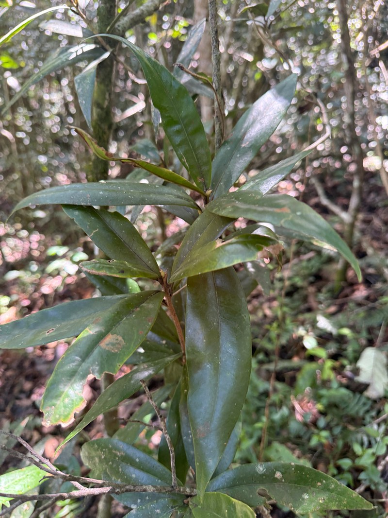 Wright's Laurel Canelon photo 2
