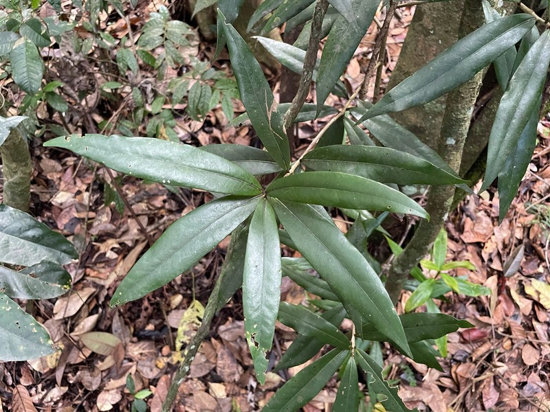 Wright's Laurel Canelon photo 3