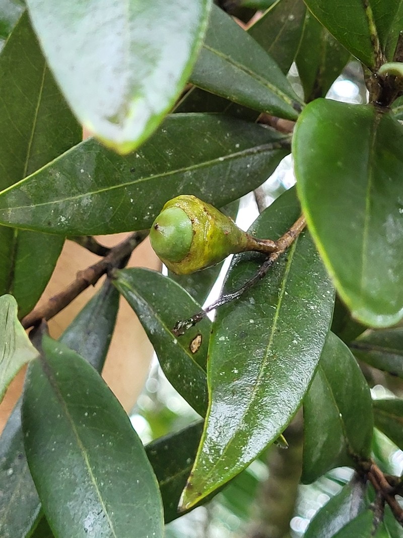 Wright's Laurel Canelon photo 4