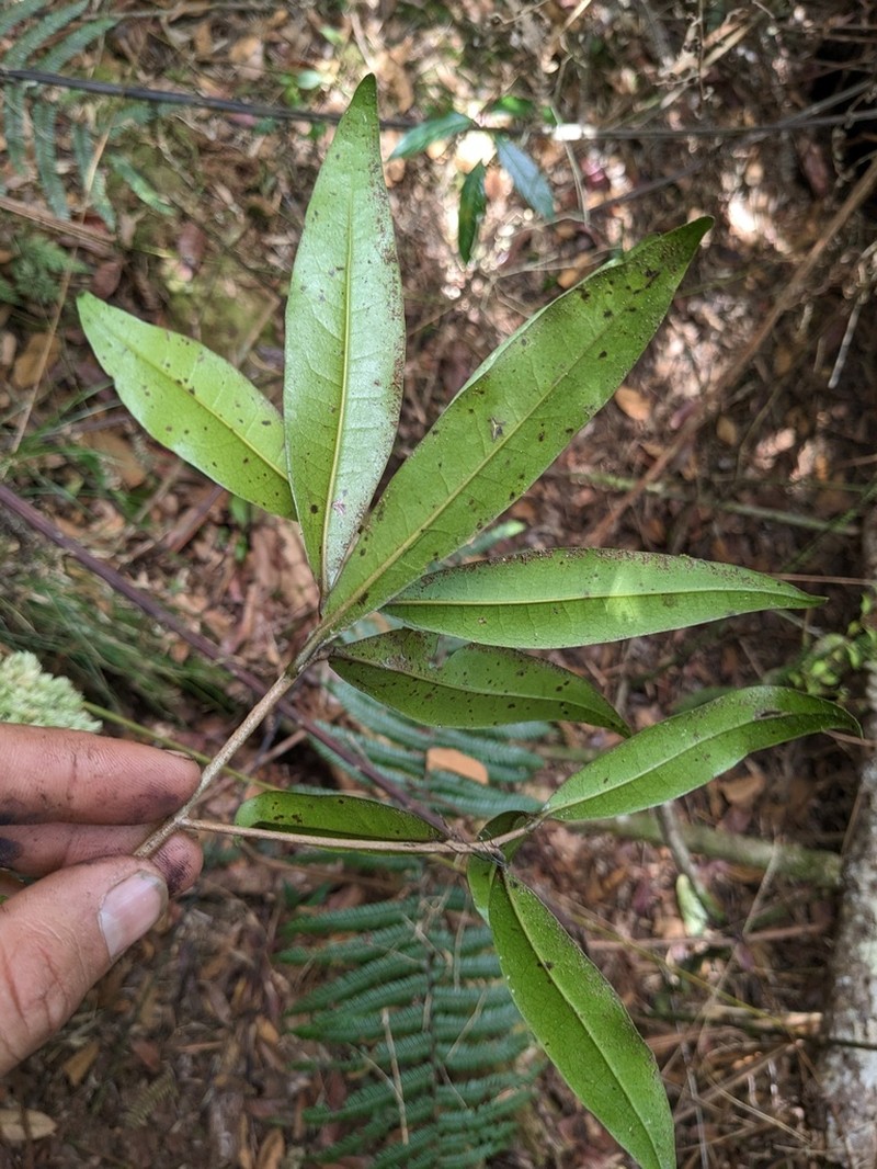Wright's Laurel Canelon photo 8
