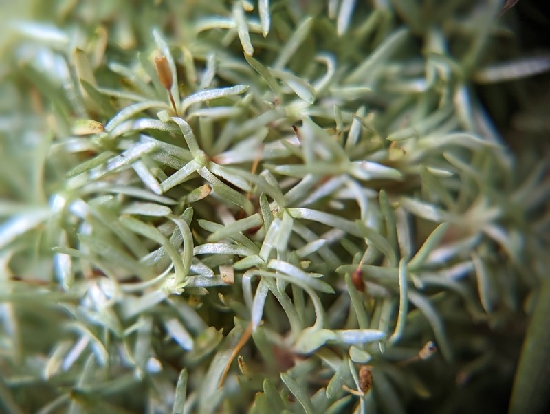 Octoblepharum Moss