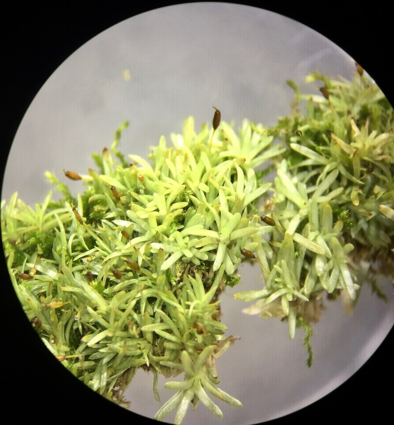 Octoblepharum Moss photo 2
