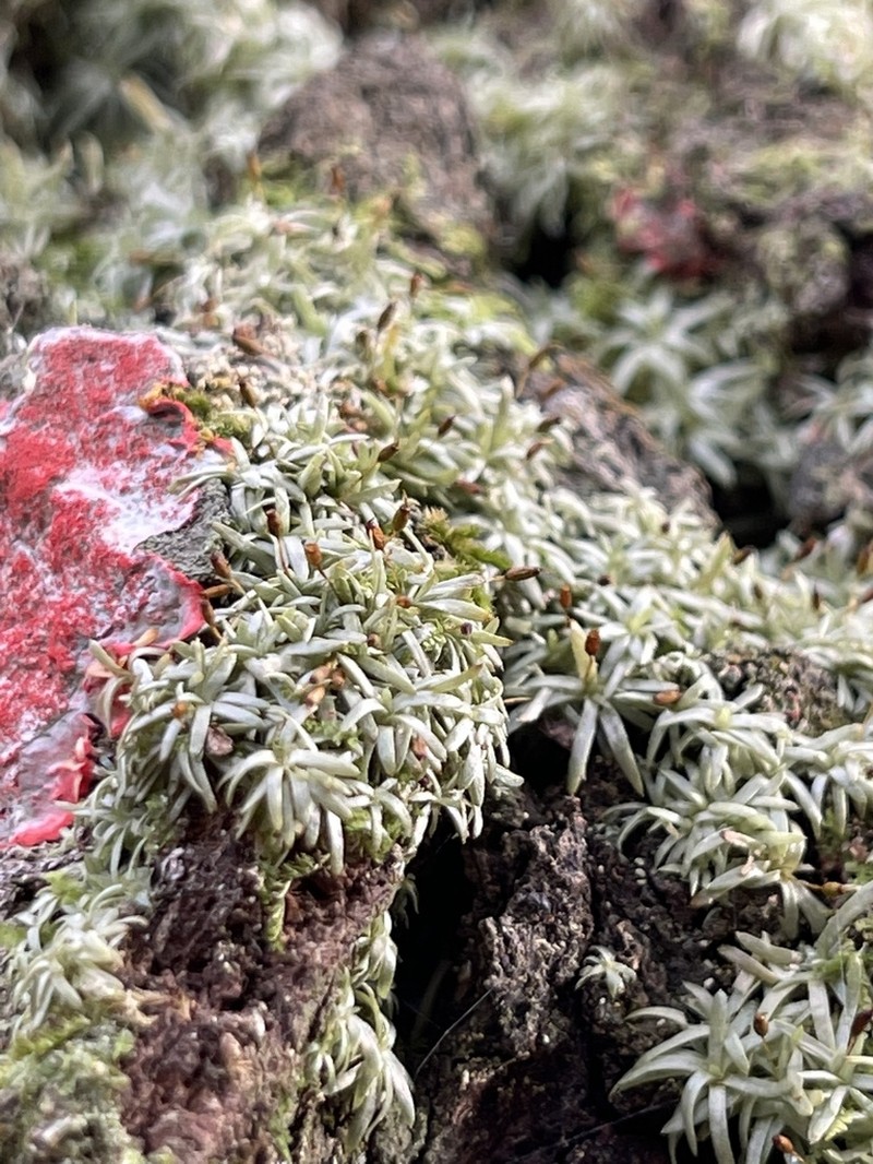 Octoblepharum Moss photo 3