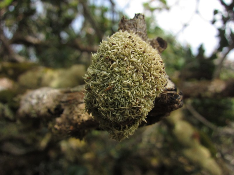Octoblepharum Moss photo 4