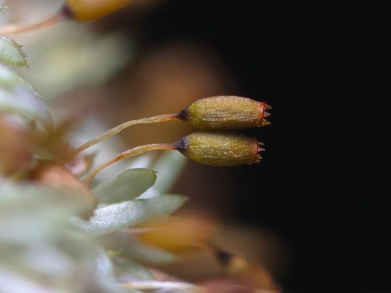 Octoblepharum Moss photo 5