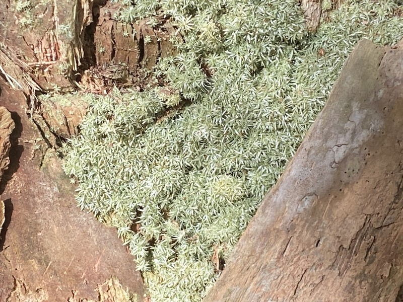 Octoblepharum Moss photo 6