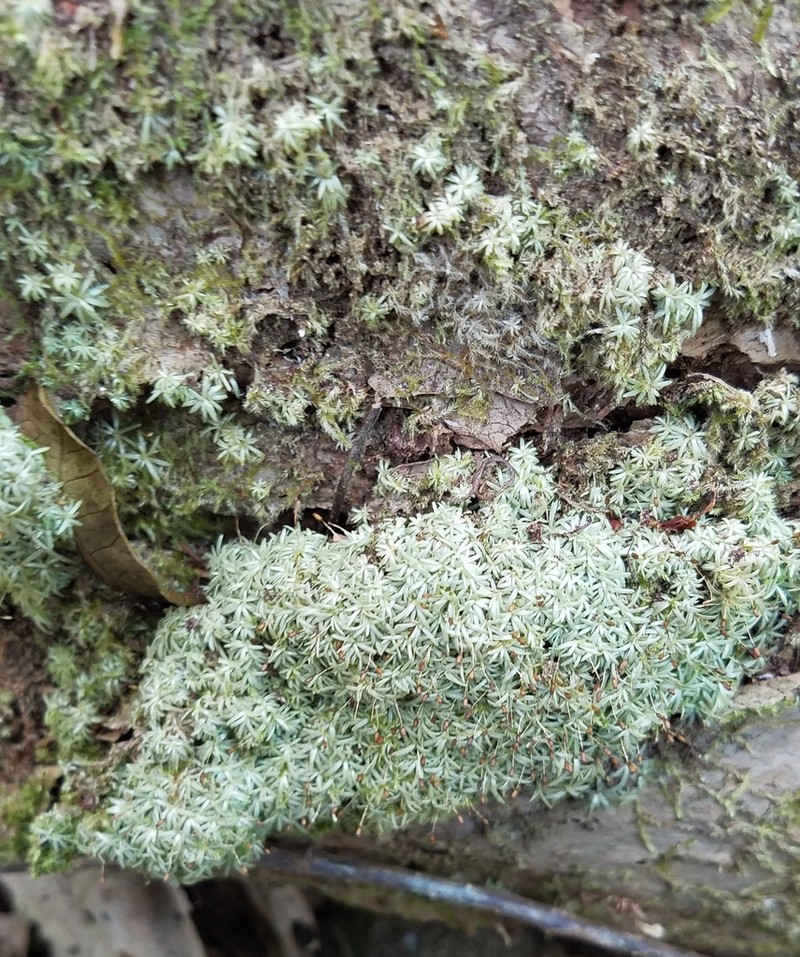 Octoblepharum Moss photo 7