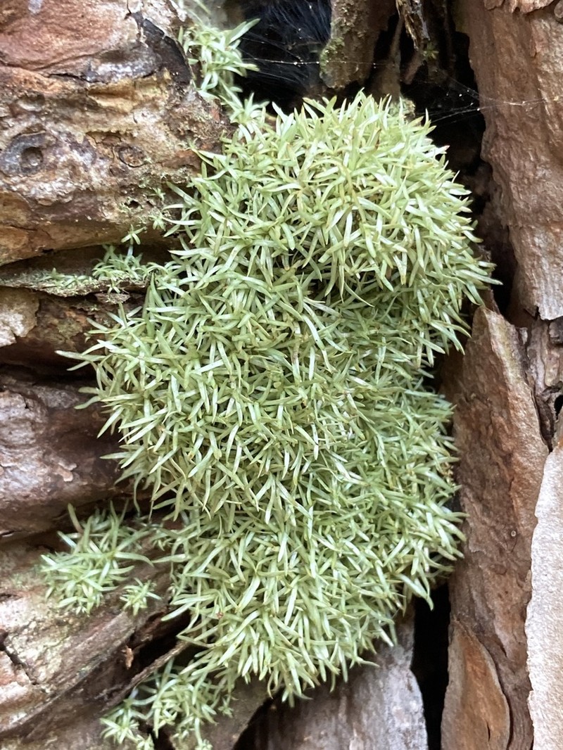 Octoblepharum Moss photo 8