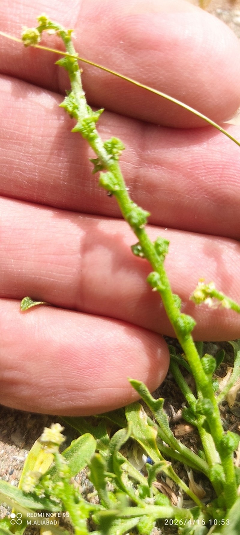 Octoceras lehmannianum photo 2