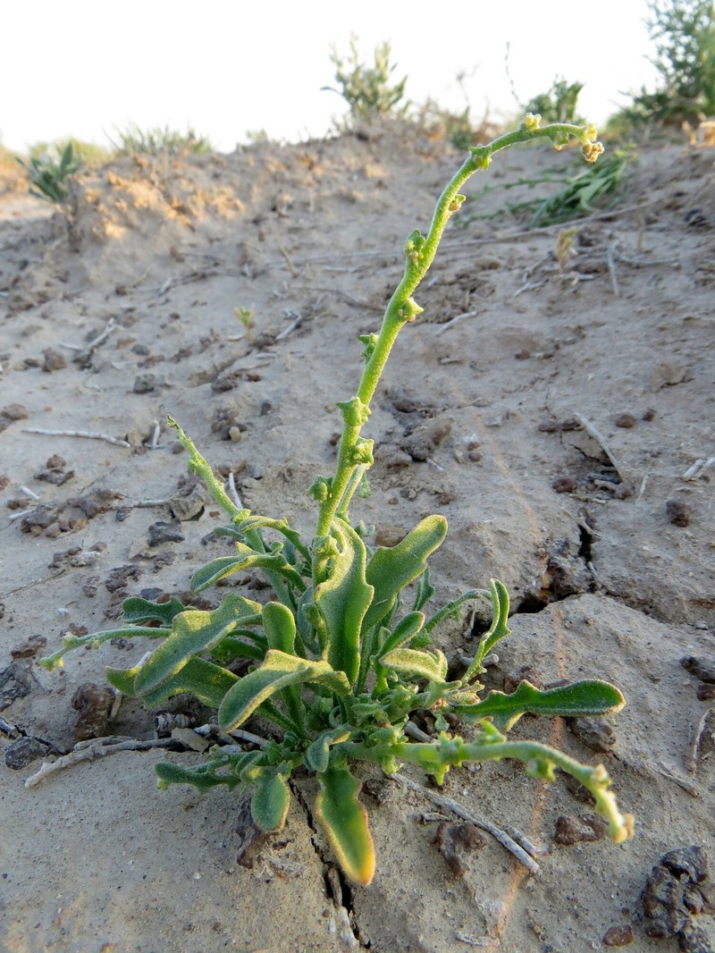 Octoceras lehmannianum photo 3