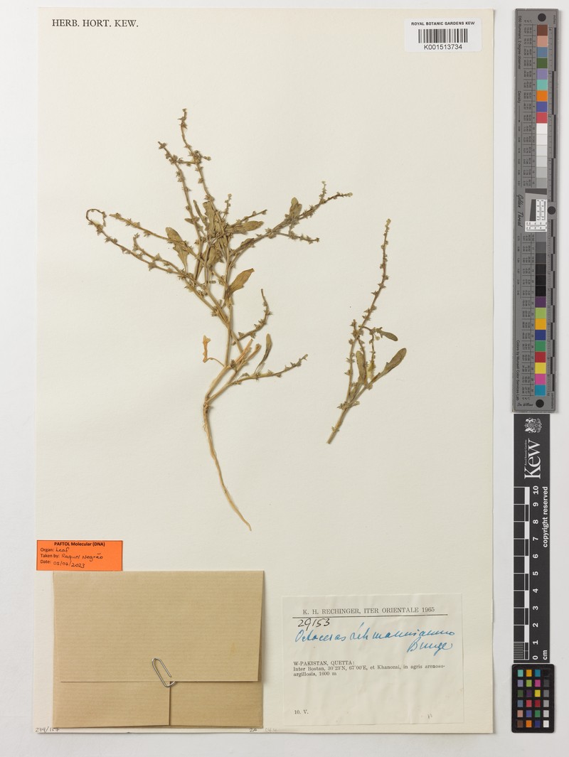 Octoceras lehmannianum photo 4