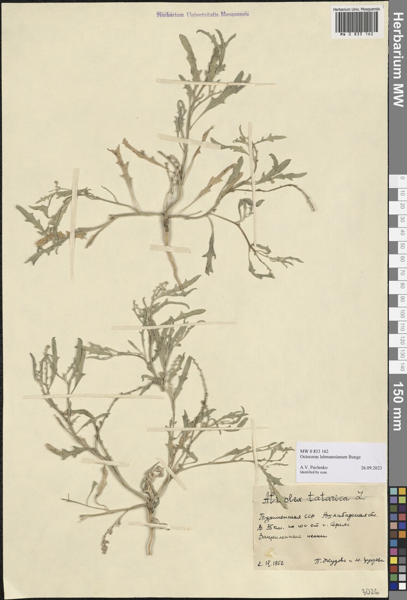 Octoceras lehmannianum photo 5