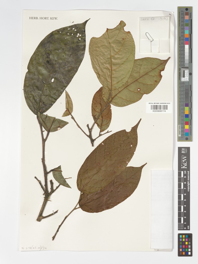 Octoknema affinis