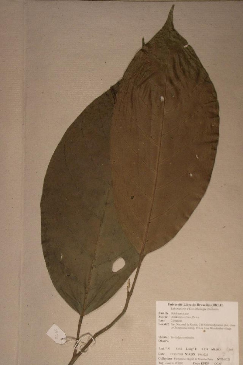 Octoknema affinis photo 3