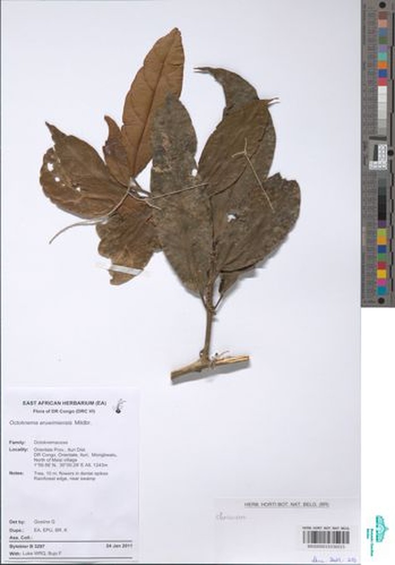 Octoknema aruwimiensis