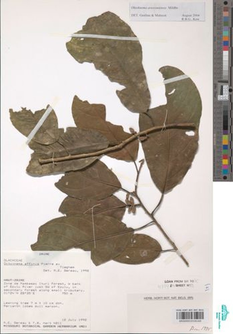 Octoknema aruwimiensis photo 2