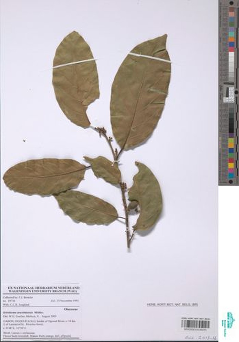 Octoknema aruwimiensis photo 3