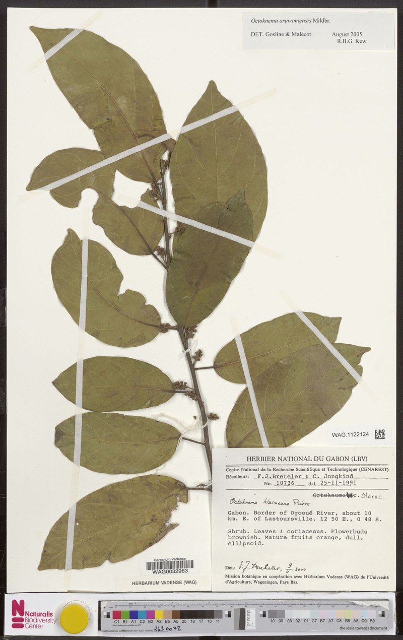 Octoknema aruwimiensis photo 4