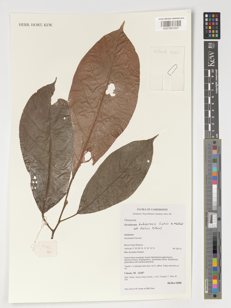 Octoknema bakossiensis