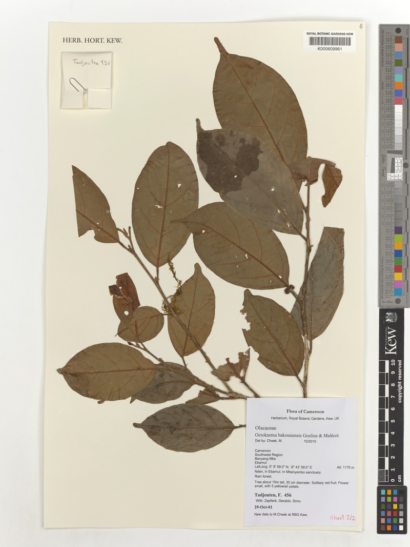 Octoknema bakossiensis photo 3