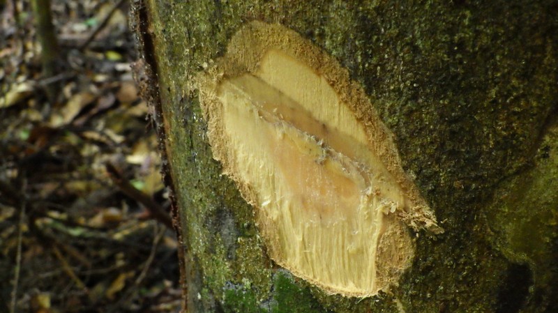 Octoknema belingensis