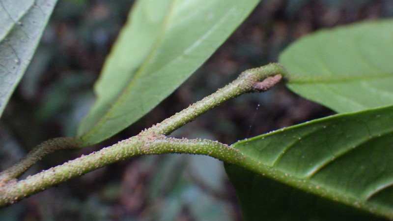 Octoknema belingensis photo 2
