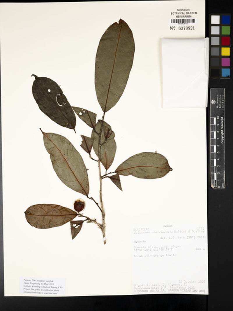 Octoknema chailluensis photo 2