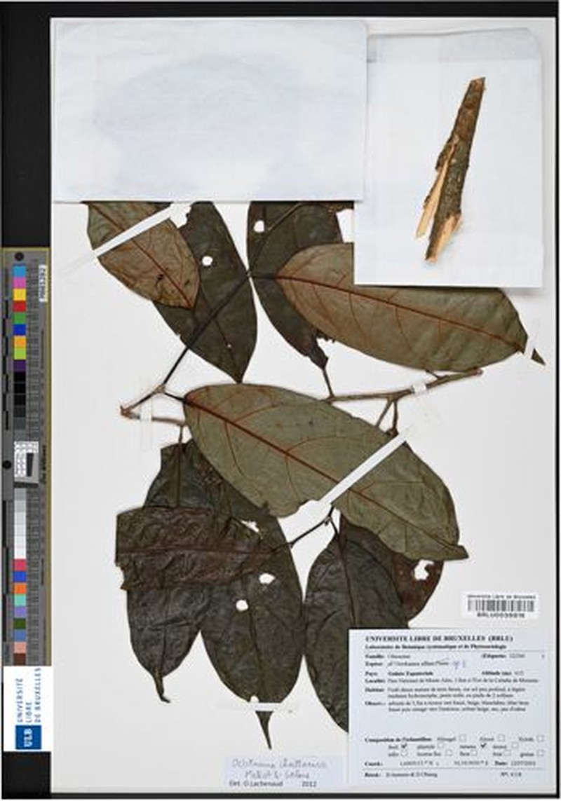Octoknema chailluensis photo 3