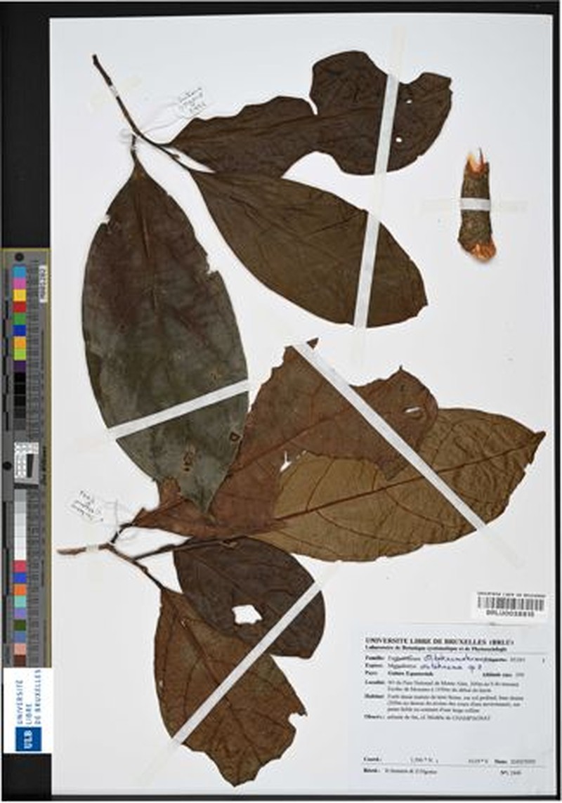 Octoknema chailluensis photo 4