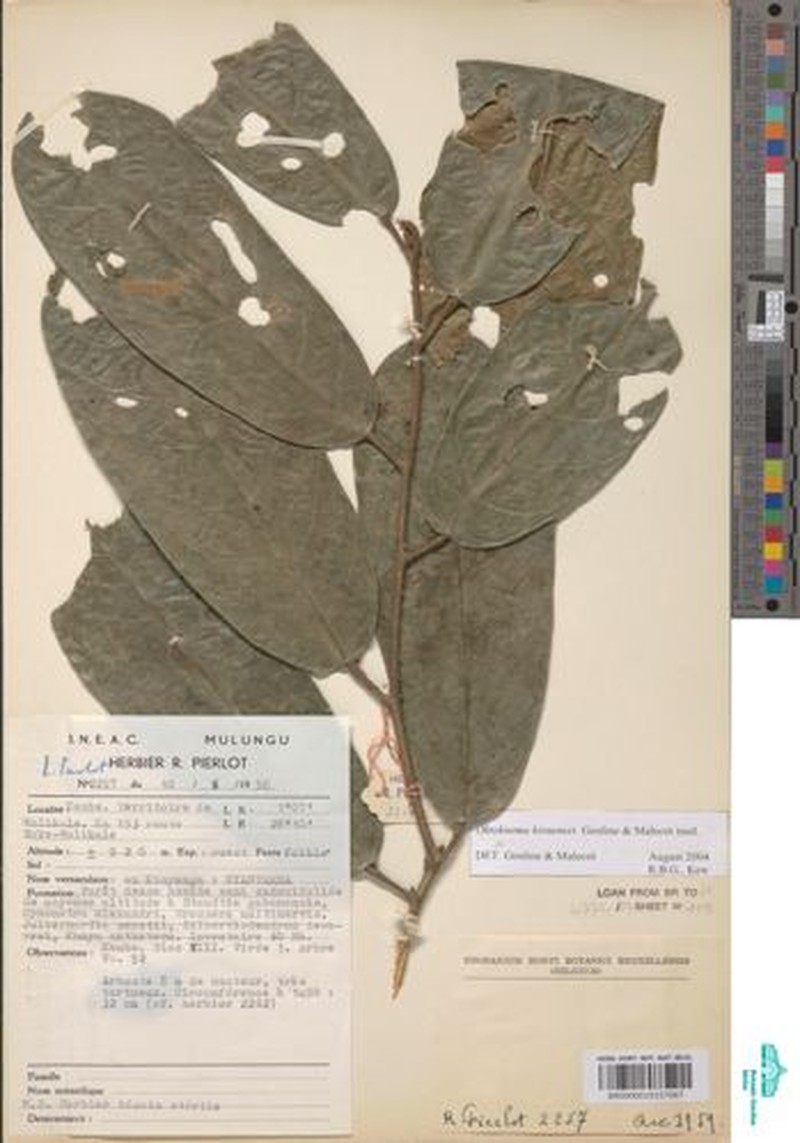 Octoknema kivuensis