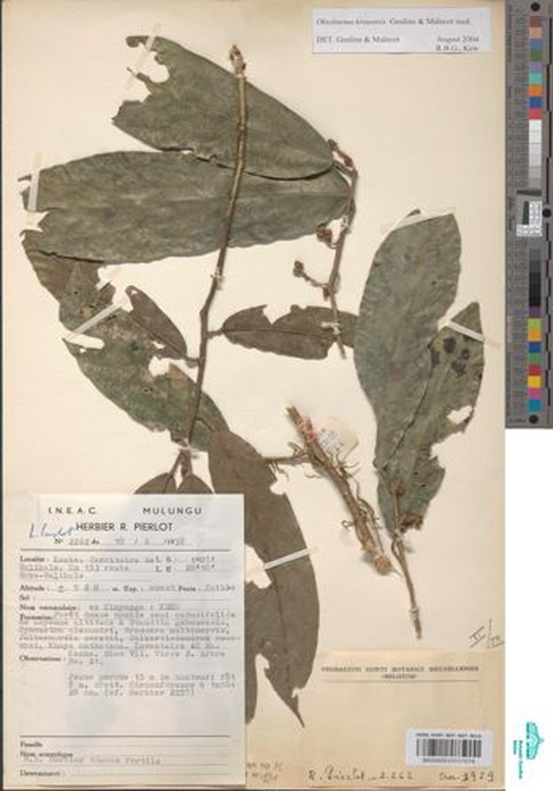 Octoknema kivuensis photo 2