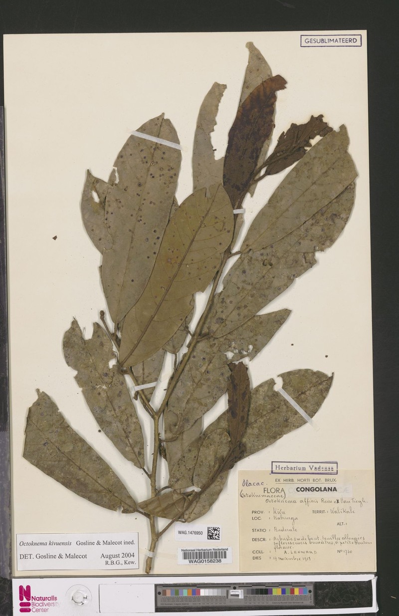 Octoknema kivuensis photo 3