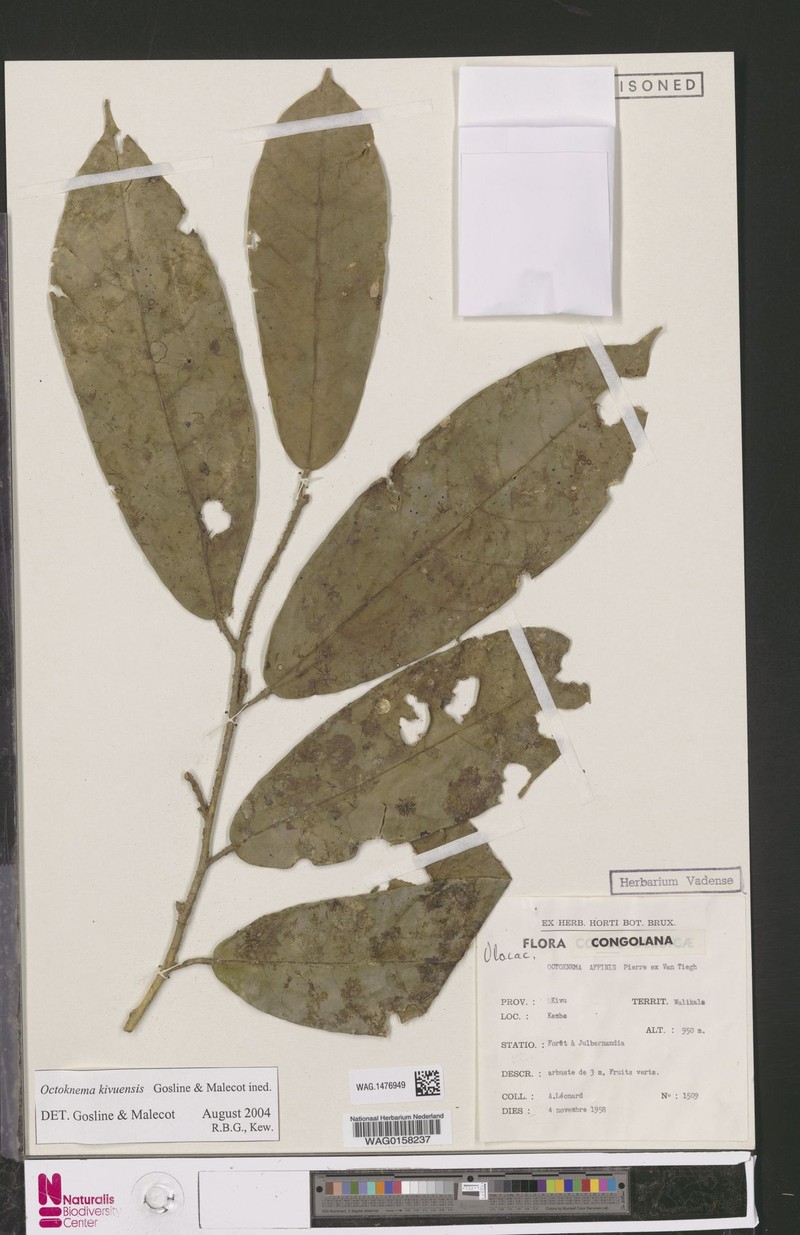 Octoknema kivuensis photo 4