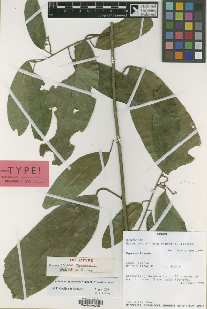 Octoknema ogoouensis photo 2