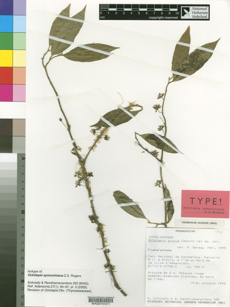 Octolepis aymoniniana photo 2