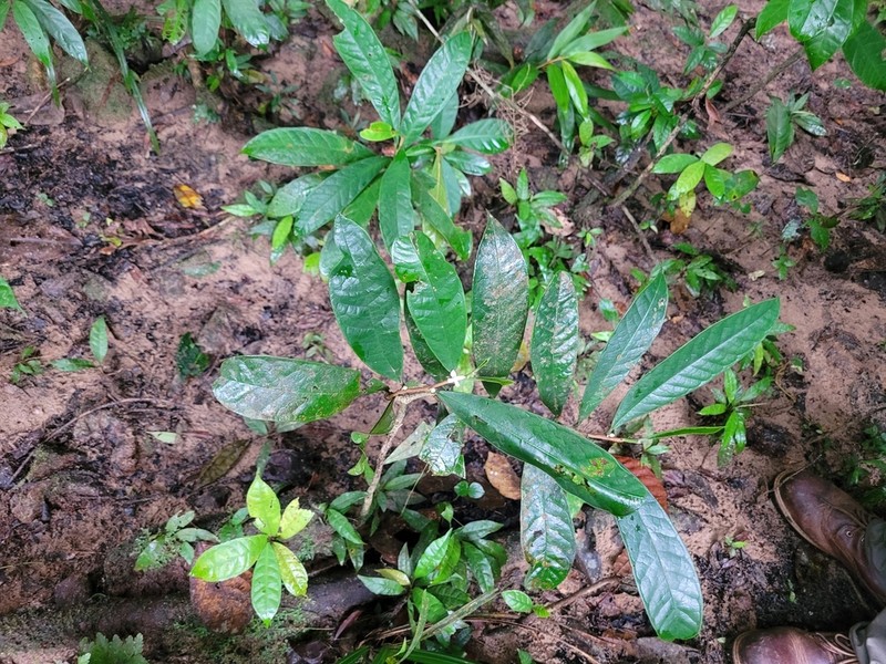 Octolepis casearia