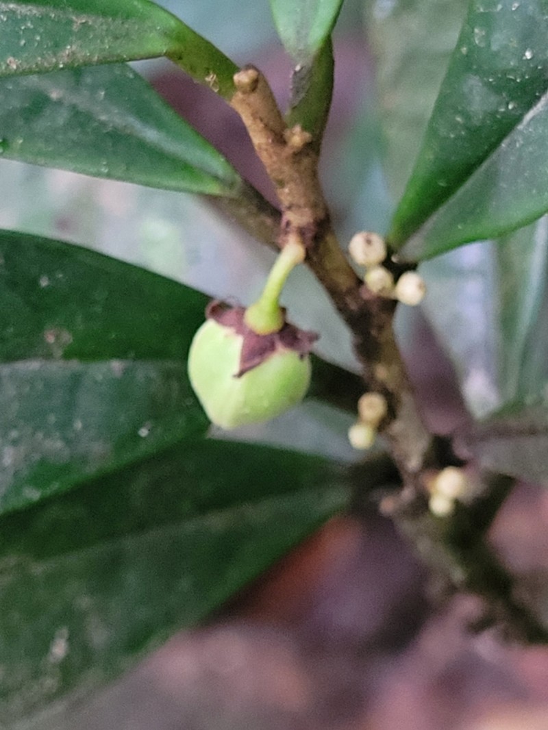 Octolepis casearia photo 2
