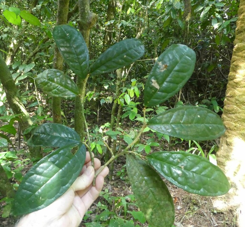 Octolepis casearia photo 3