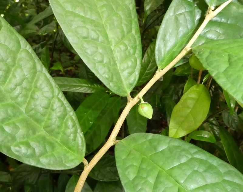 Octolepis casearia photo 4