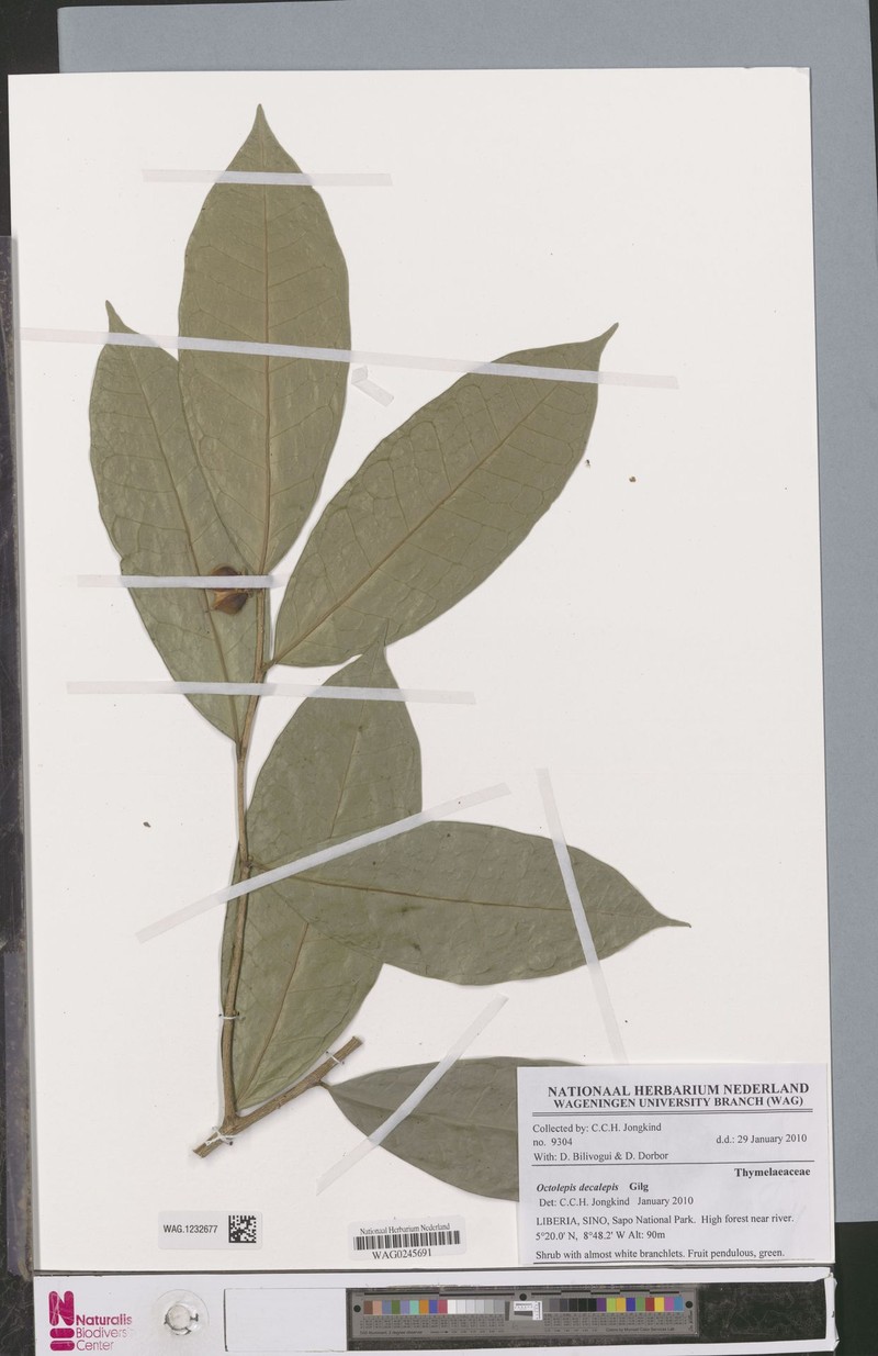 Octolepis decalepis