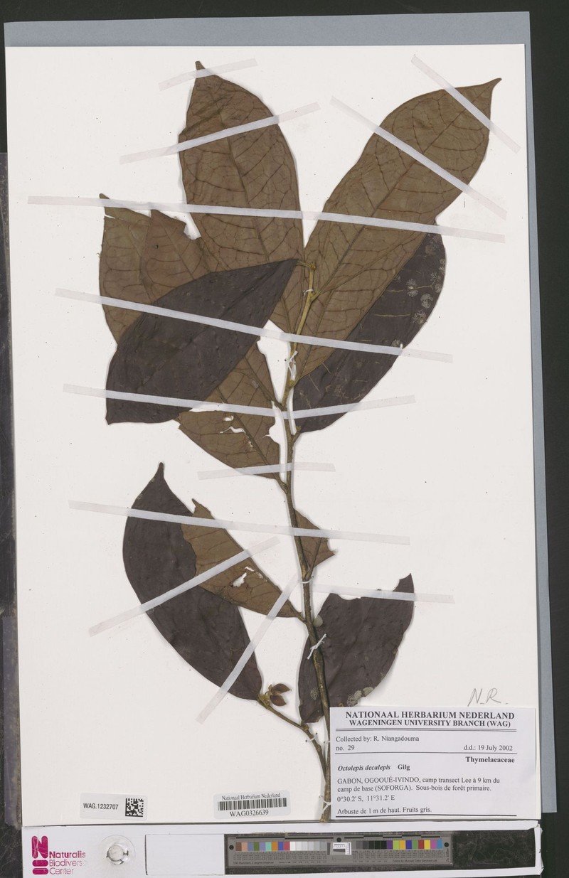 Octolepis decalepis photo 2