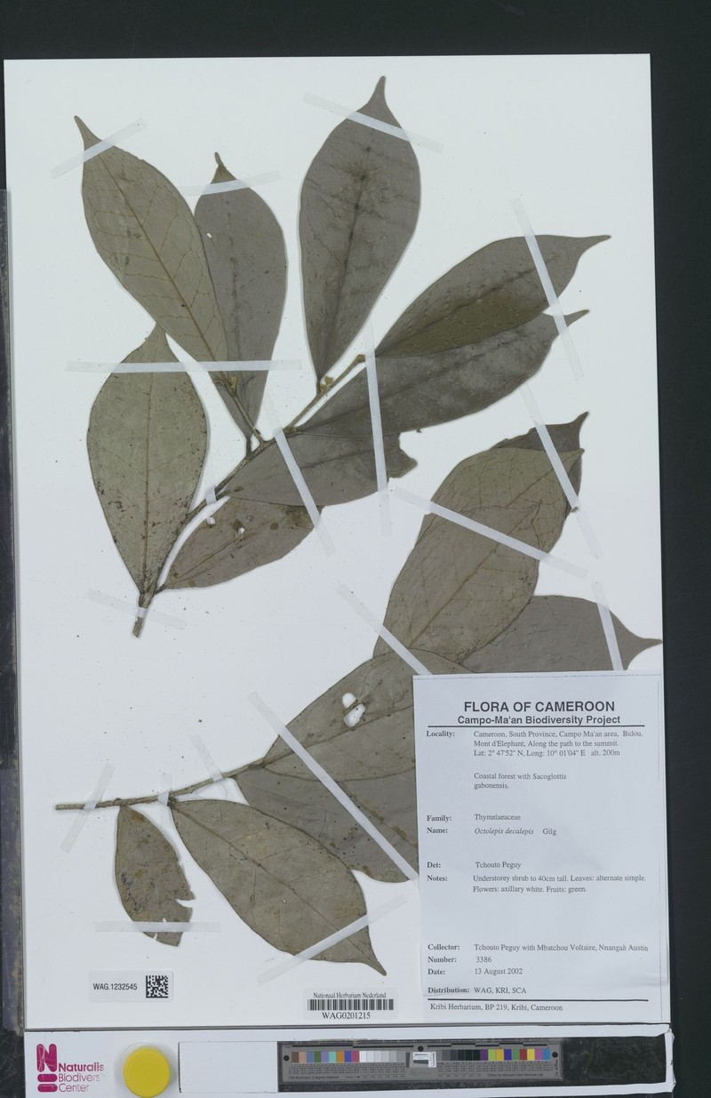 Octolepis decalepis photo 3