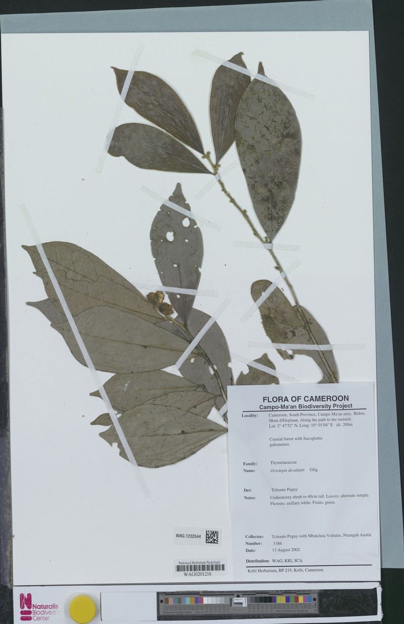 Octolepis decalepis photo 4