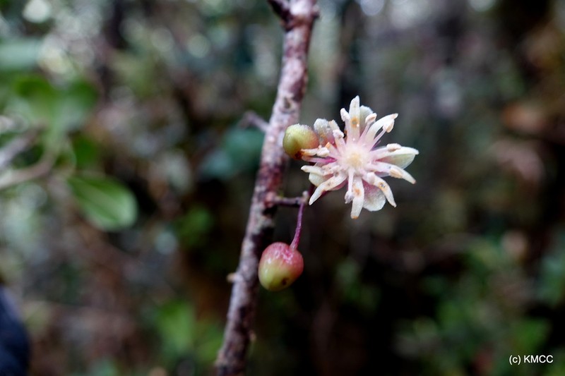 Octolepis dioica