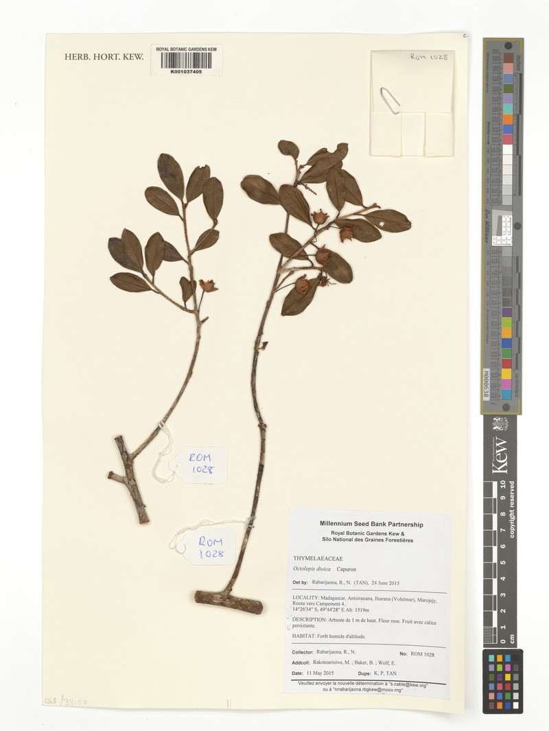 Octolepis dioica photo 2