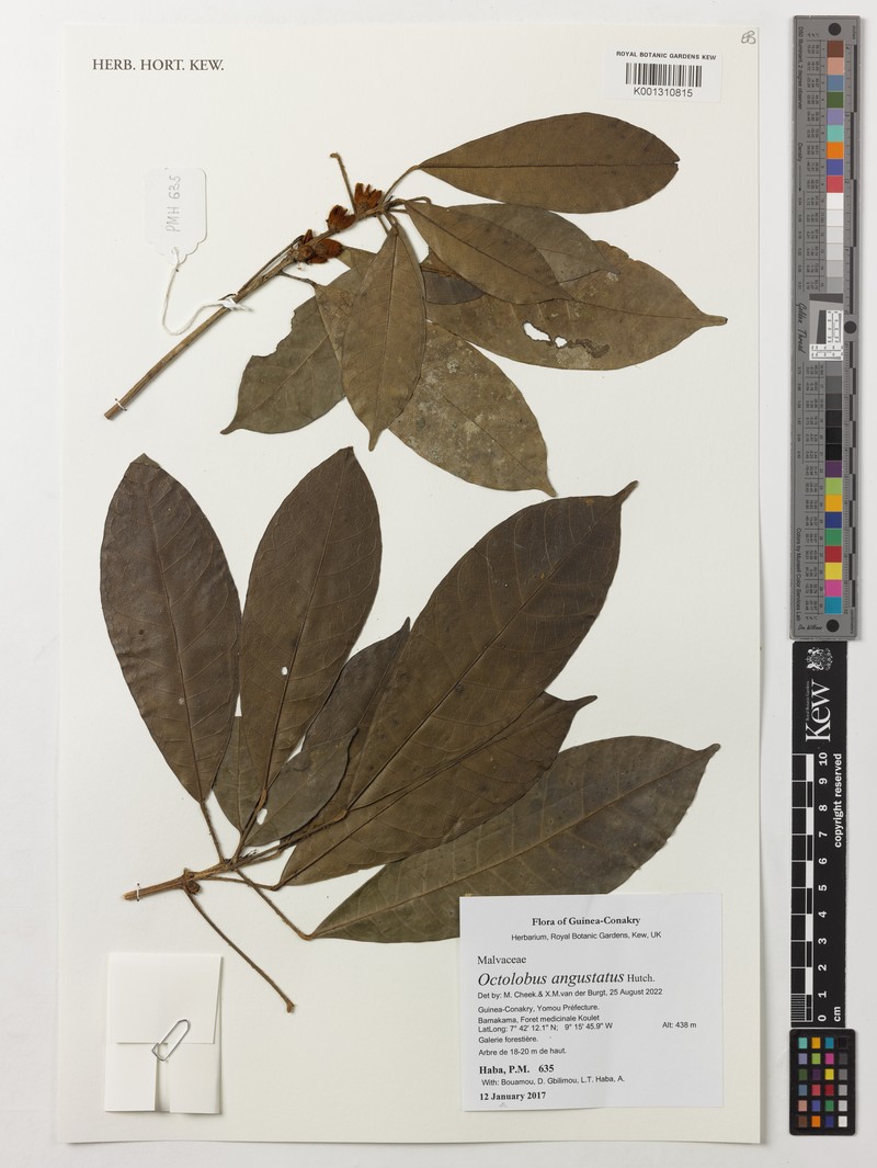 Octolobus spectabilis